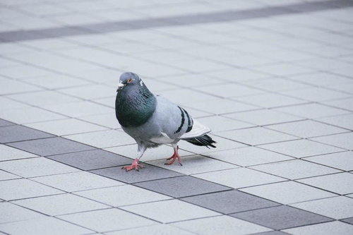 路上のドバト（伝書鳩）の写真素材 野生鳥類