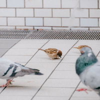 鳩に挟まれて餌を探すスズメの写真