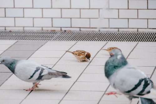鳩に挟まれて餌を探すスズメ