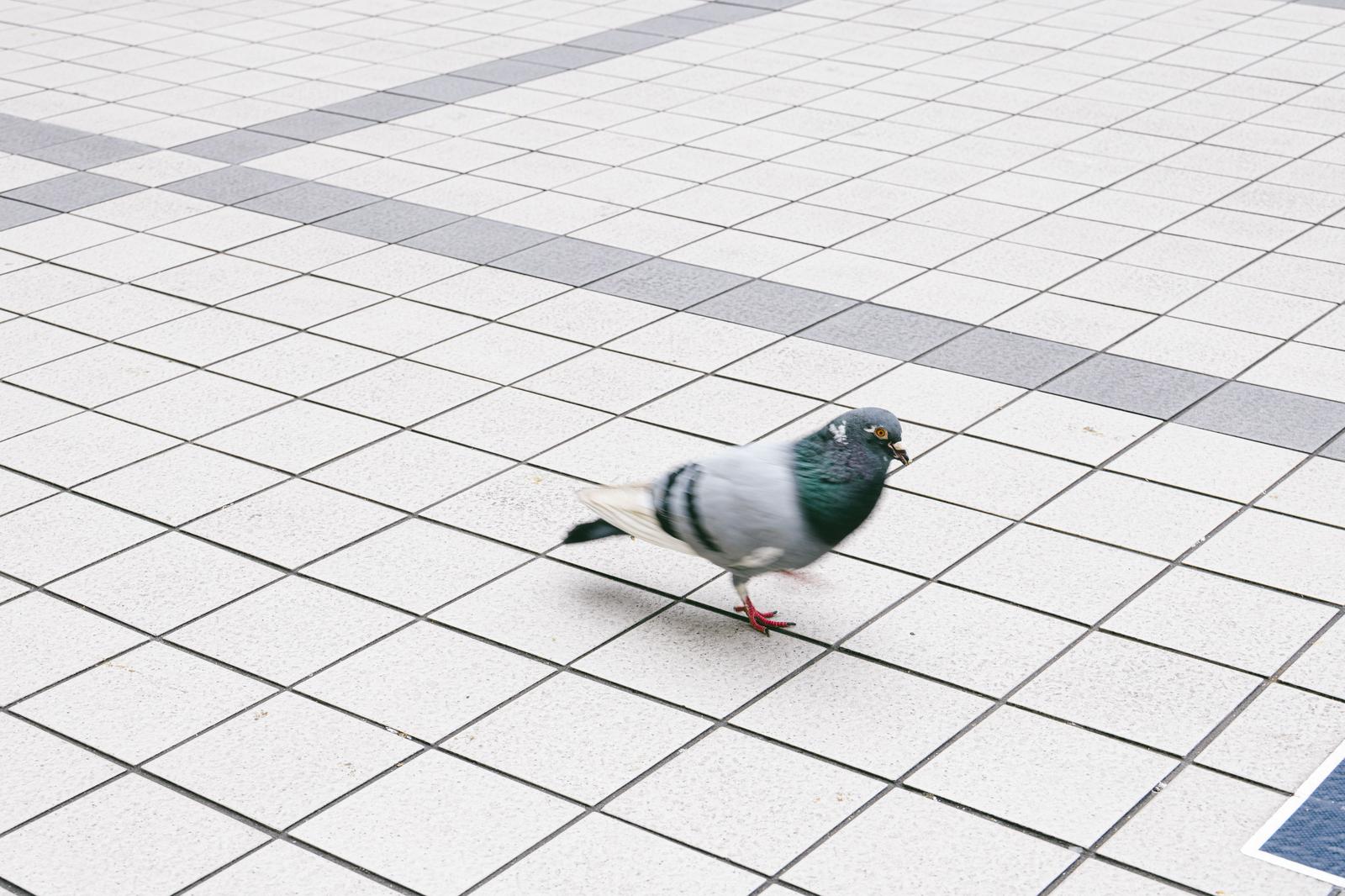 駅前広場の白いタイル床を歩く、緑色の頭と白い体の鳩