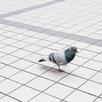 駅前広場の白いタイル床でウロウロする鳩の群れの写真