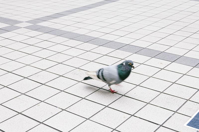 水辺で羽を毛づくろいする2羽の白鳥の写真素材 - フリー素材ぱくたそ