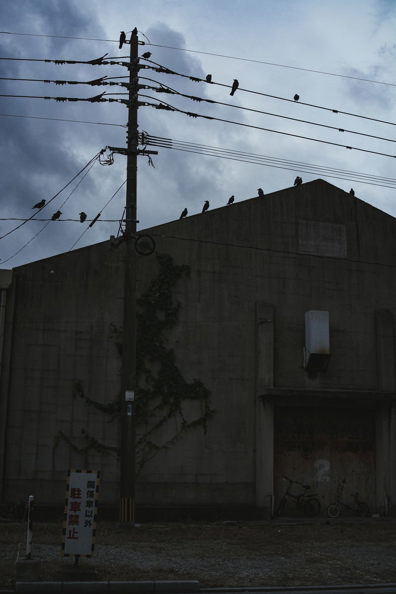 Crows on Power Lines Above Old Industrial Building — Free Stock Photo ...