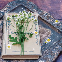 白い小花のマトリカリアが添えられた古い洋書の写真