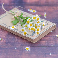 木製テーブルに散らばるマトリカリアと洋書の写真