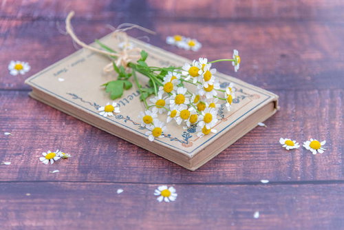 木製テーブルに散らばるマトリカリアと洋書