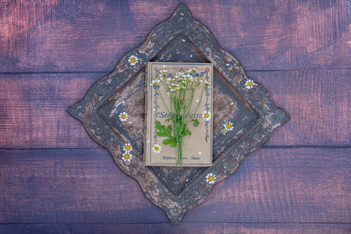 開いた洋書のページに優雅に配置されたマトリカリアと古書