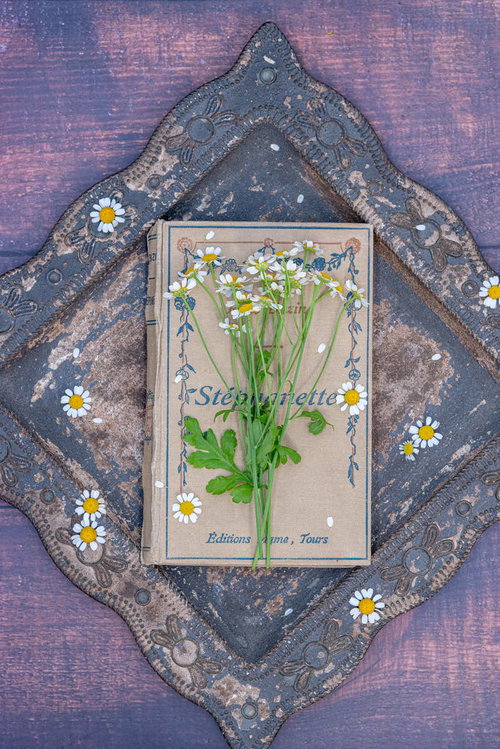 古い洋書に添えられたマトリカリアの白い花