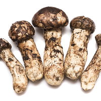 採れたて松茸5本の食材の写真