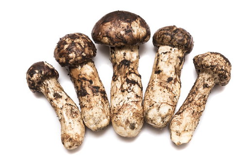 採れたて松茸5本の食材