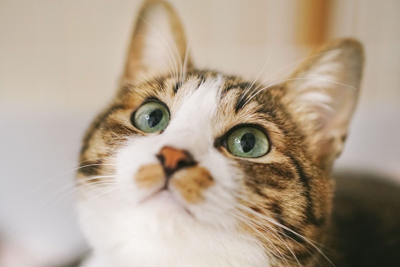 緑の瞳でじっと上を見上げるキジ白模様の猫