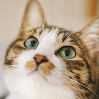 緑の瞳で上を見上げるキジ白の猫の写真