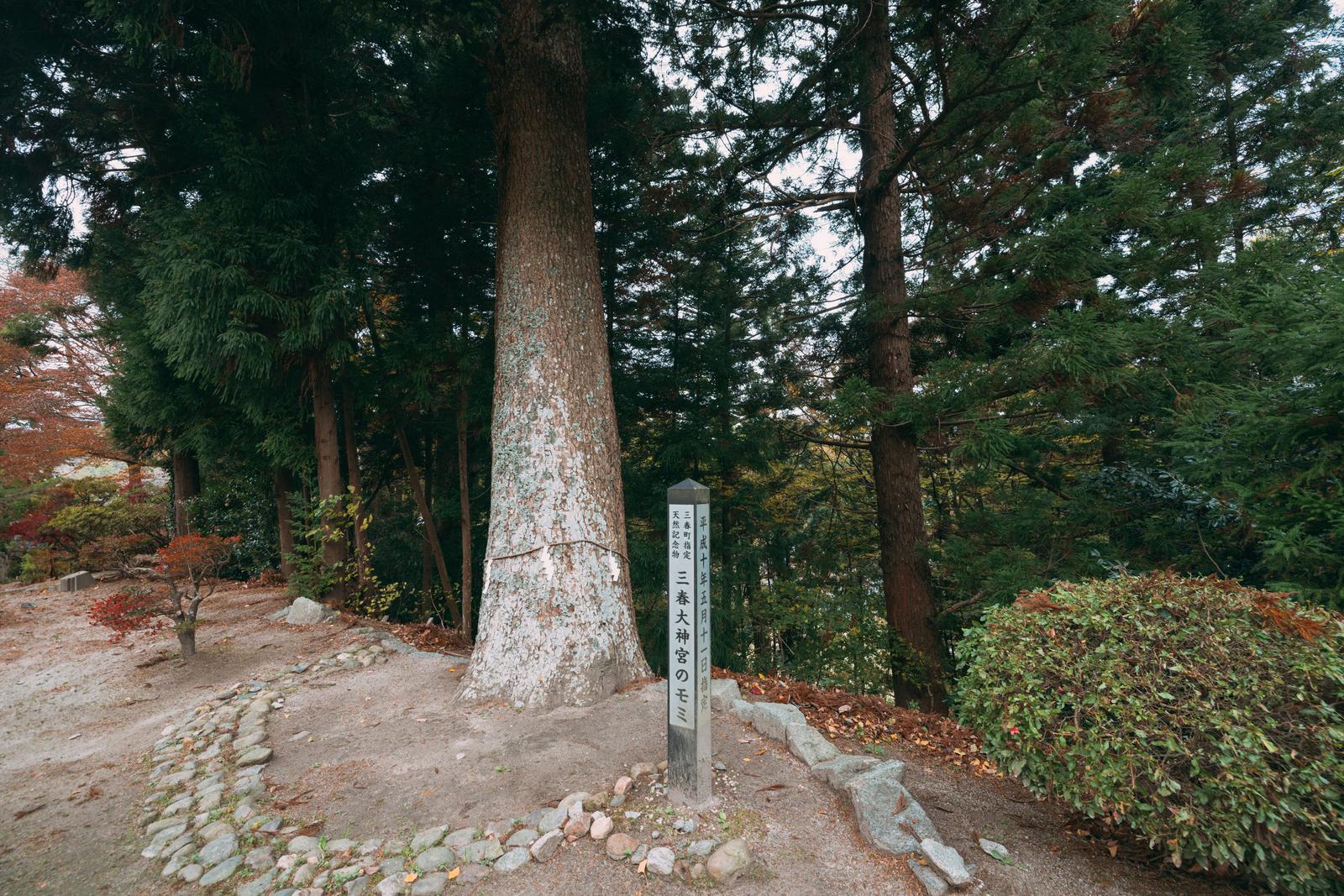 三春神社境内の苔むいた大きなモミの木と石製の標札