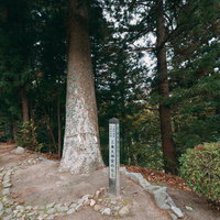 三春町の三春神社境内に立つ苔むしたモミの大木の写真
