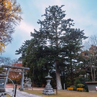 三春神社の鳥居と樹齢が長いモミの木、秋の紅葉に囲まれた境内の写真