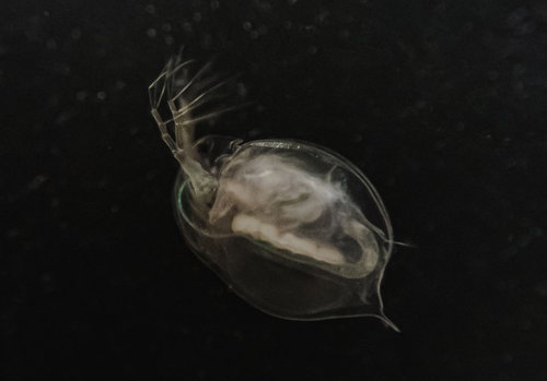 顕微鏡で見るオオミジンコ