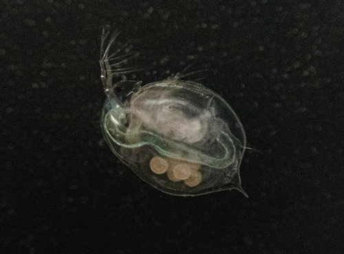 背中に卵を抱えたミジンコの顕微鏡観察