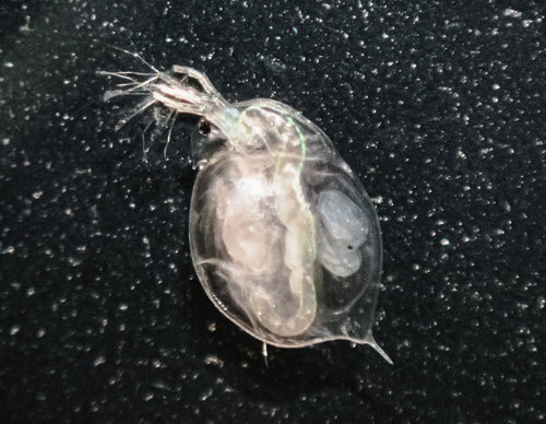 子を抱えたオオミジンコの顕微鏡撮影：単為生殖による繁殖の観察