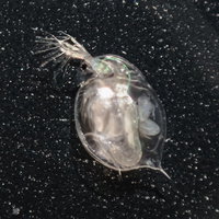 単為生殖のオオミジンコをマクロ撮影した顕微鏡の写真