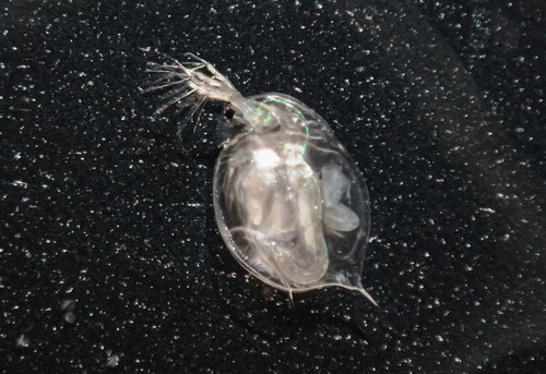 単為生殖のオオミジンコをマクロ撮影した顕微鏡