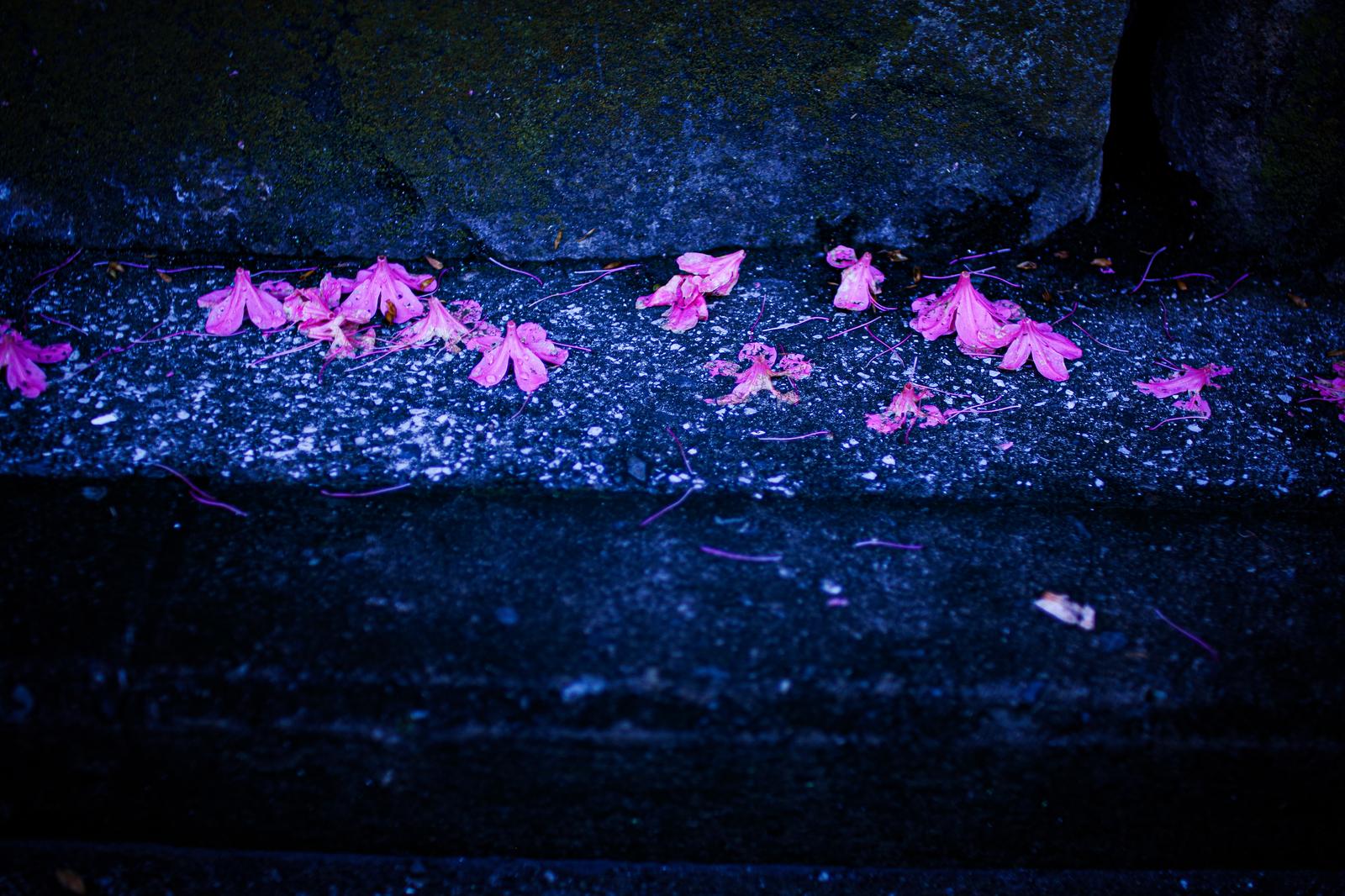 夜の濡れた石段に散るピンクの花びら