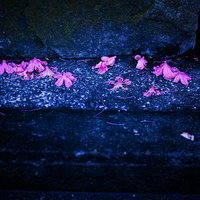 夜の静けさと石畳に散る鮮やかなピンクの花びらの写真