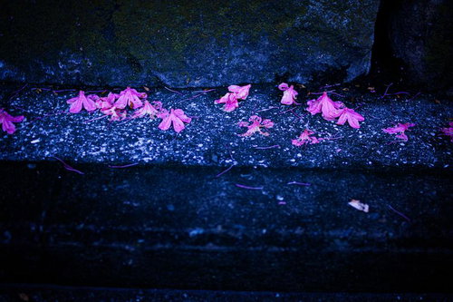 夜の静けさと石畳に散る鮮やかなピンクの花びら