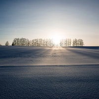 白い雪原と並木が続く北海道のマイルドセブンの丘の風景の写真
