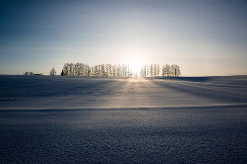 白い雪原と並木が続く北海道のマイルドセブンの丘の風景