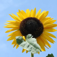 青空に映える夏の向日葵、鮮やかな黄色い花びらと黒い中心部の写真
