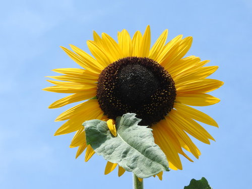 青空に映える夏の向日葵、鮮やかな黄色い花びらと黒い中心部