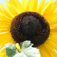 画面いっぱいに咲く向日葵の花。夏の花畑のひまわりの写真
