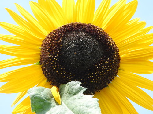 画面いっぱいに咲く向日葵の花。夏の花畑のひまわり