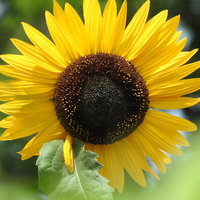 夏の日を浴びた向日葵の花びらと花芯、緑色の背景の写真