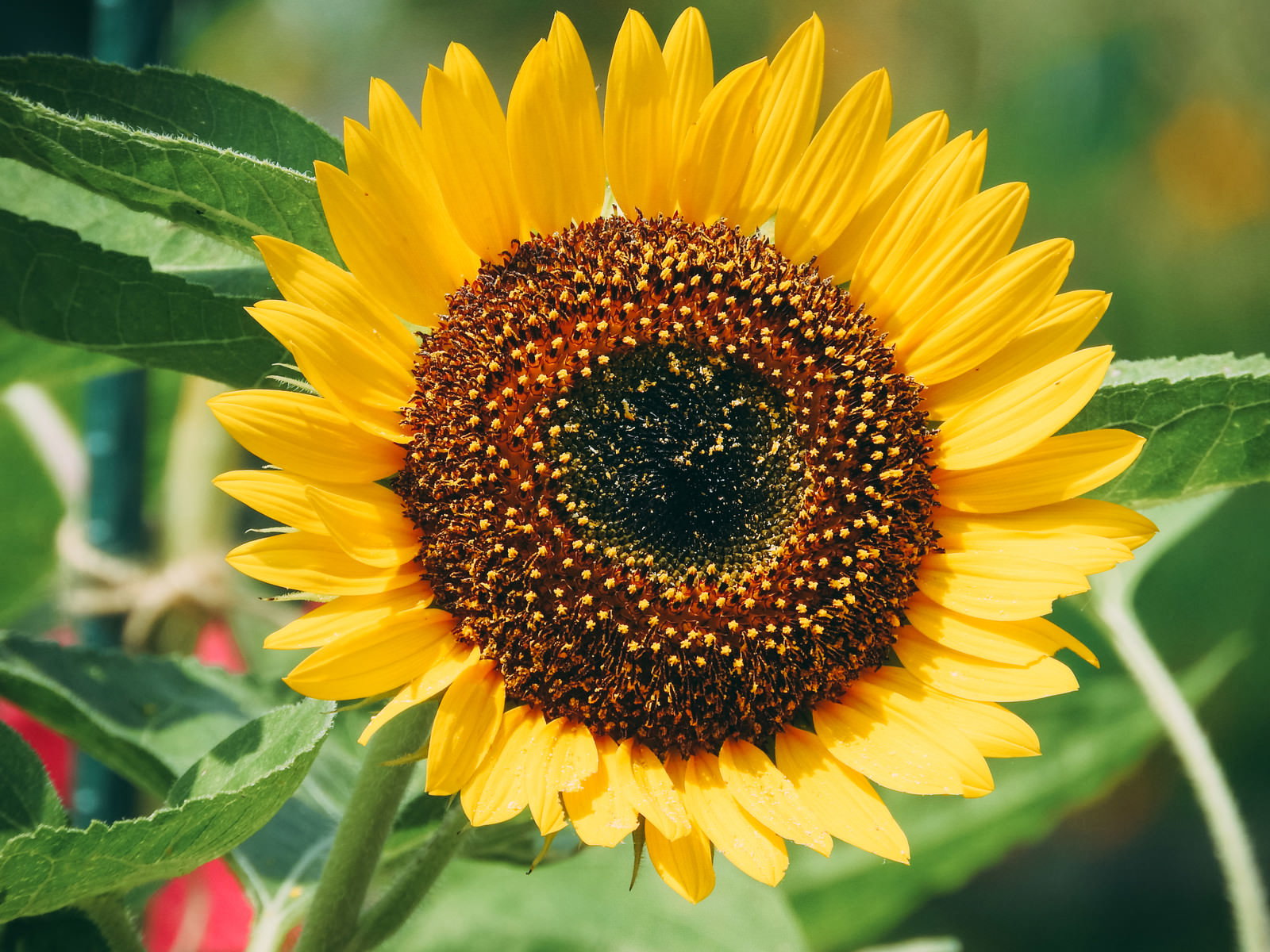 太陽に顔を向けて咲く黄色い向日葵の花