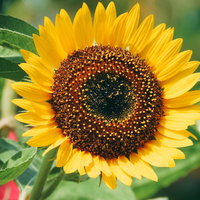 太陽に顔を向ける黄色い向日葵の花が咲く夏の花畑の写真