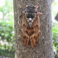 木に止まった蝉の羽に浮かび上がる透明な筋の写真