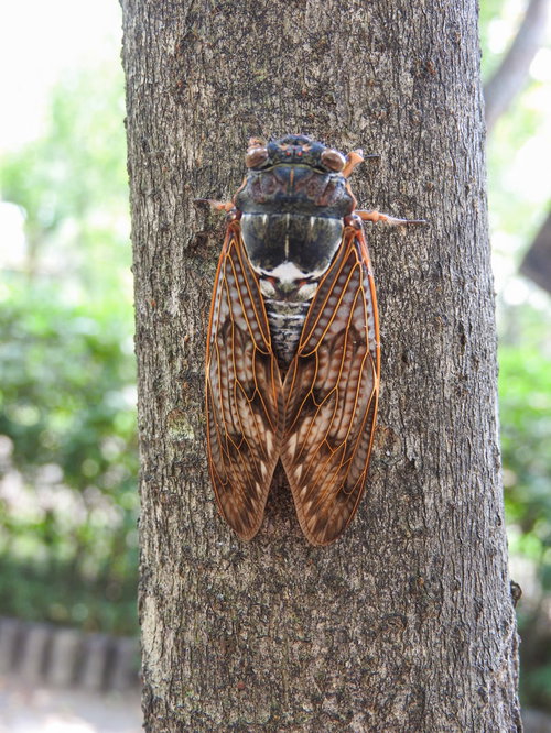 木に止まった蝉の羽に浮かび上がる透明な筋