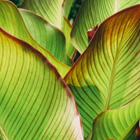 カンナレッドストライプの緑の葉に浮き上がる赤い葉脈の写真