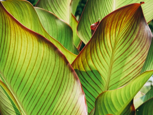 カンナレッドストライプの緑の葉に浮き上がる赤い葉脈
