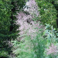淡いピンク色の花をつけるギョリュウロゼアの写真