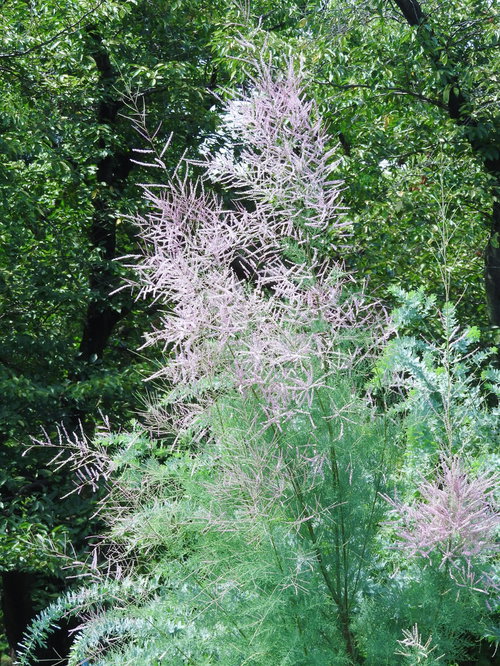 淡いピンク色の花をつけるギョリュウロゼア