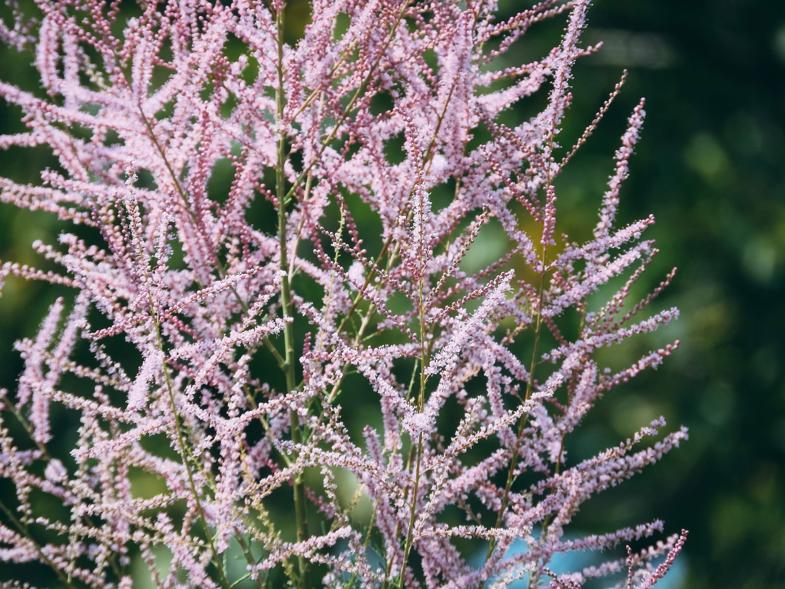 細かい枝に小さなピンクの花が密集して咲くギョリュウロゼアの花