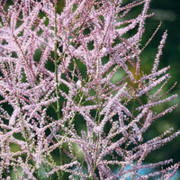 細かく分岐した枝に密集して咲くギョリュウロゼアの花の写真