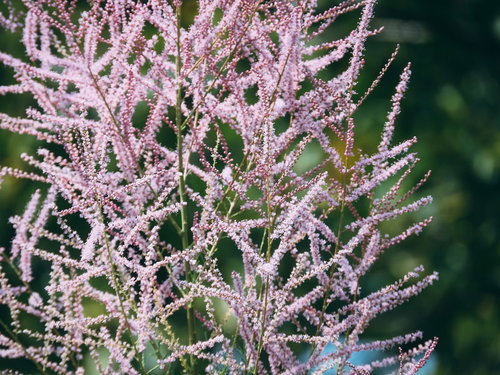 細かく分岐した枝に密集して咲くギョリュウロゼアの花