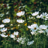秋の花畑に群生する白いコスモス、キク科の草花が密集して咲く風景の写真