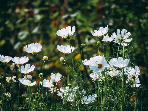 秋の花畑に群生する白いコスモス、キク科の草花が密集して咲く風景