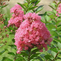 開花を始めたサルスベリの濃いピンク色の花房の写真