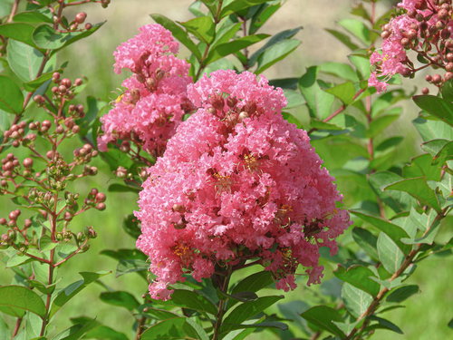 開花を始めたサルスベリの濃いピンク色の花房