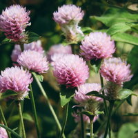 庭に咲くセンニチコウのピンク色の苞と球状の花の写真